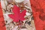 Canadian Maple Leaf_18127